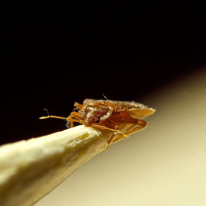 K9 Bed Bug Inspections Scent Detectives Select Exterminating