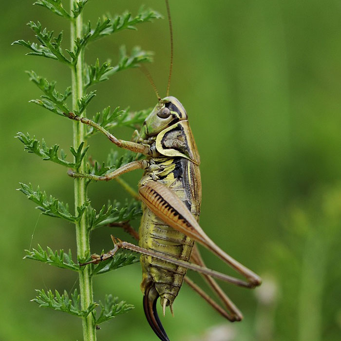 Crickets Select Exterminating