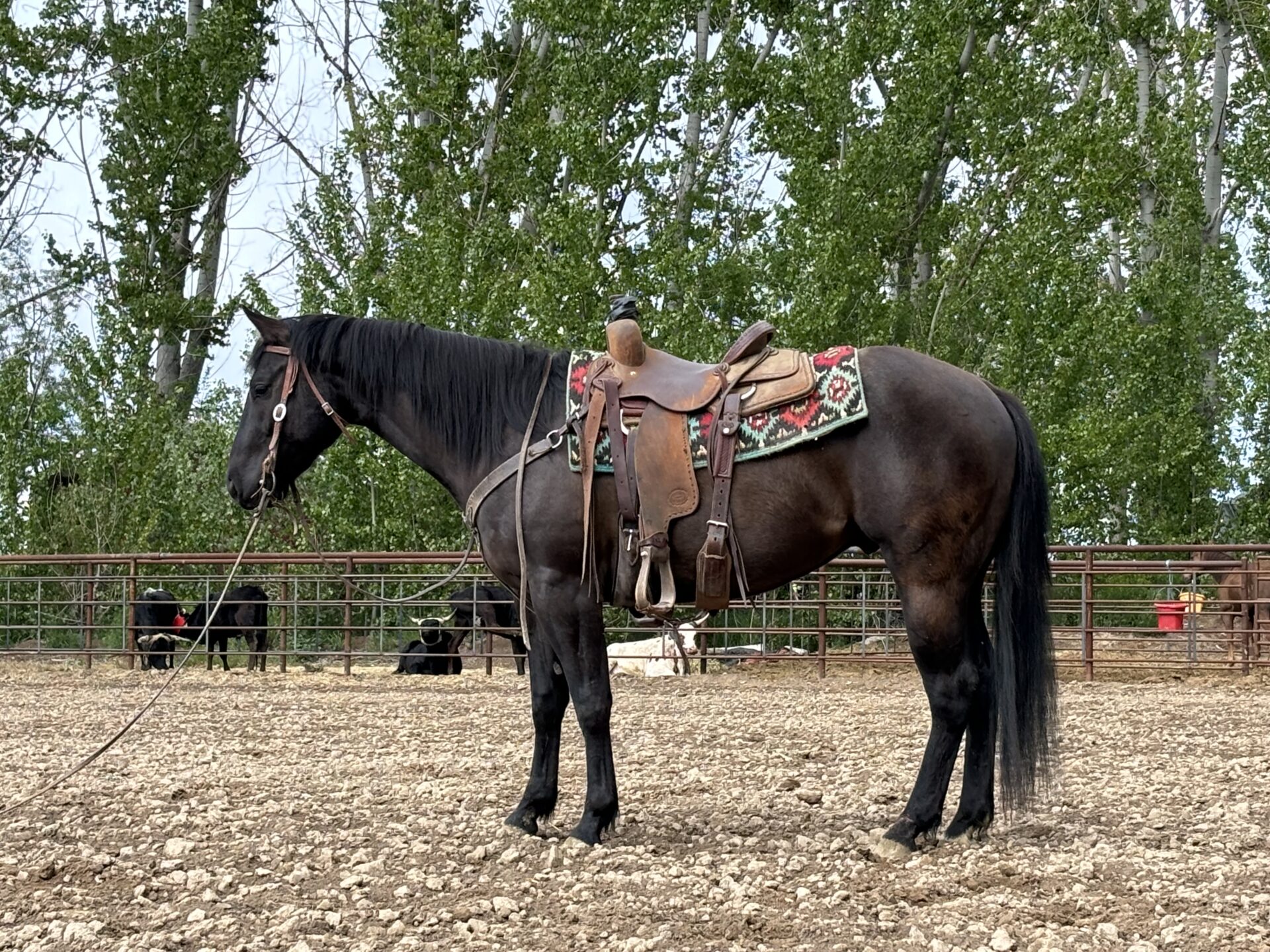 Lp Select Geldings For Sale