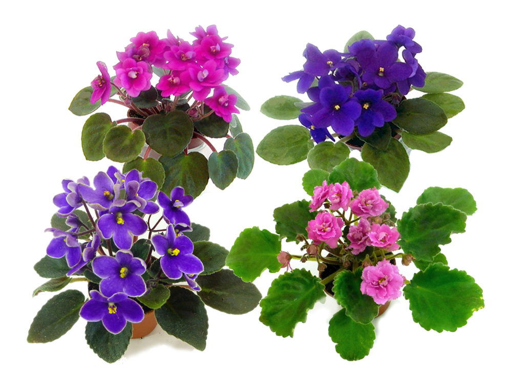 2 IN Optimara Miniature Violets Set of 4