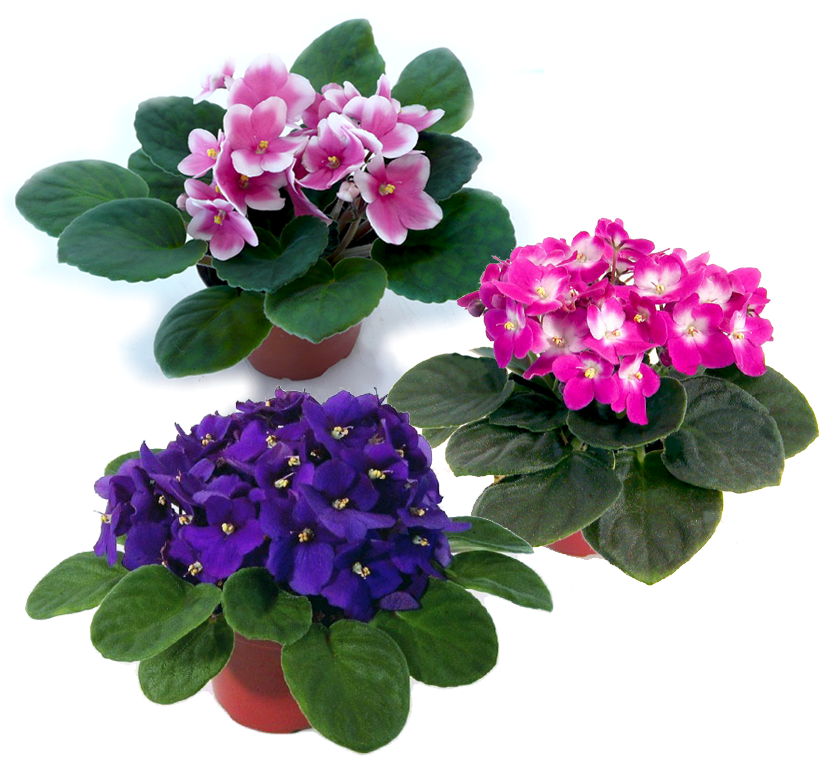 4 IN Optimara African Violet Pack of 3