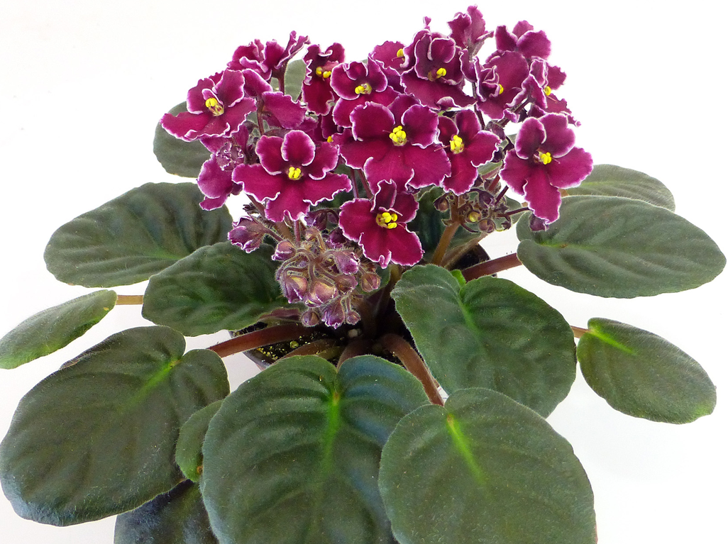 Jamaica LEAF SET (NOT A FINISHED PLANT)