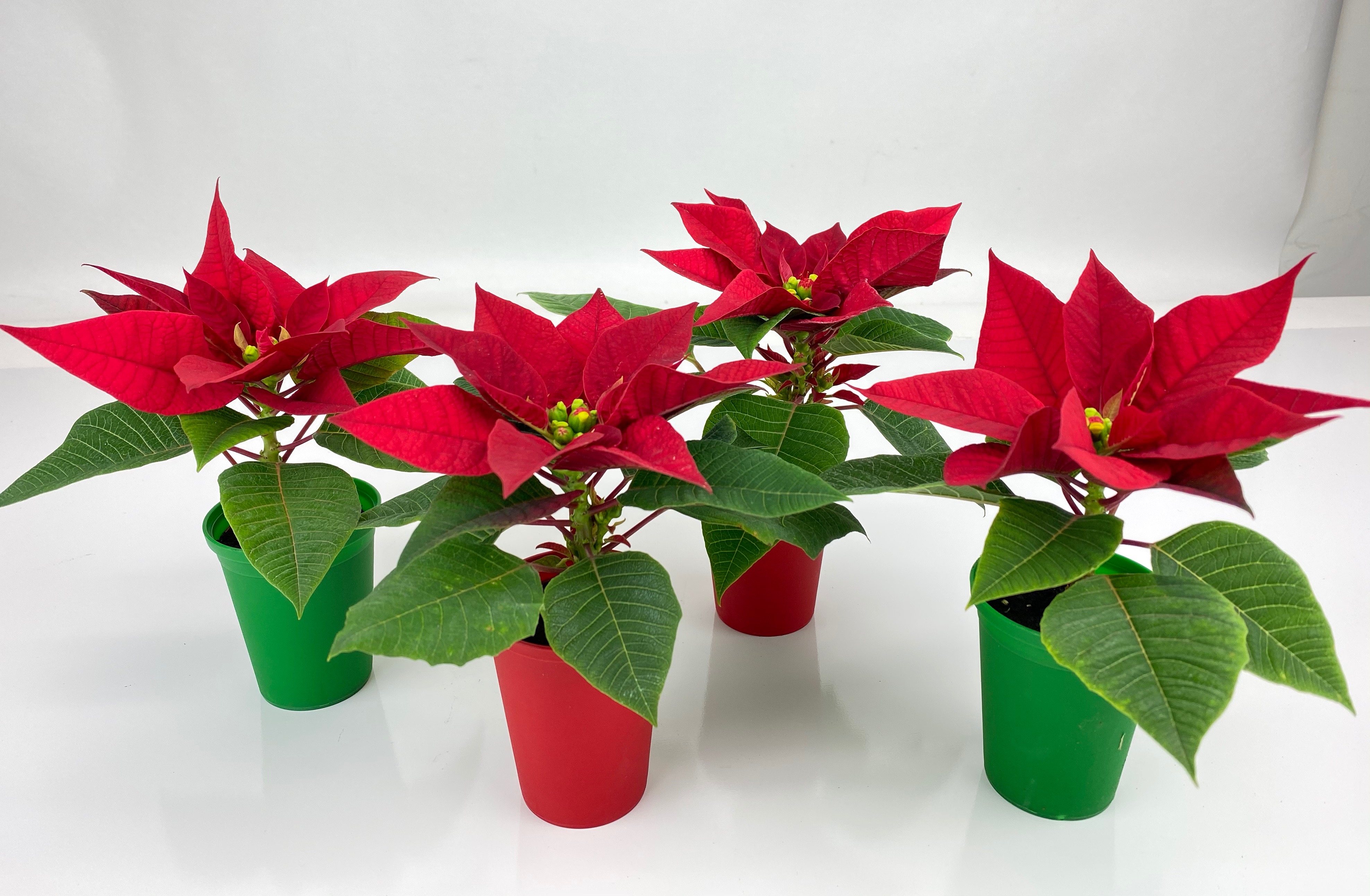 2 IN Mini Poinsettia with Red and Green Ecopot Set of 4