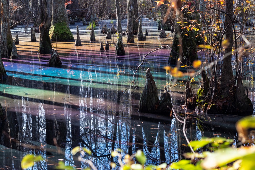 6 Amazing Things to do at First Landing State Park in VA!