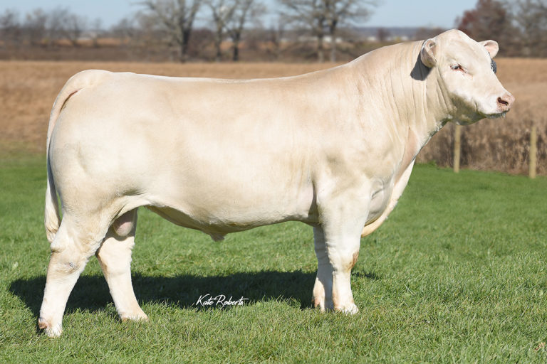 Charolais Select Sires Beef