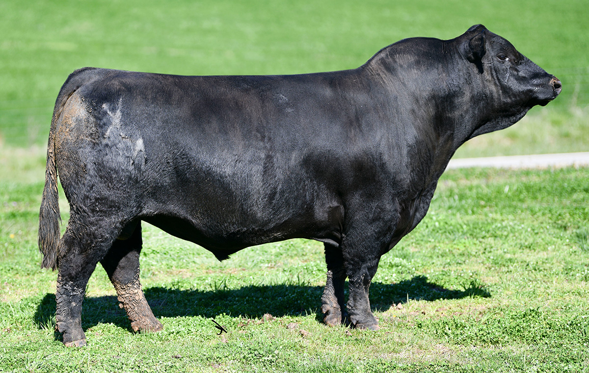 KOCH BIG TIMBER 685D Select Sires Beef