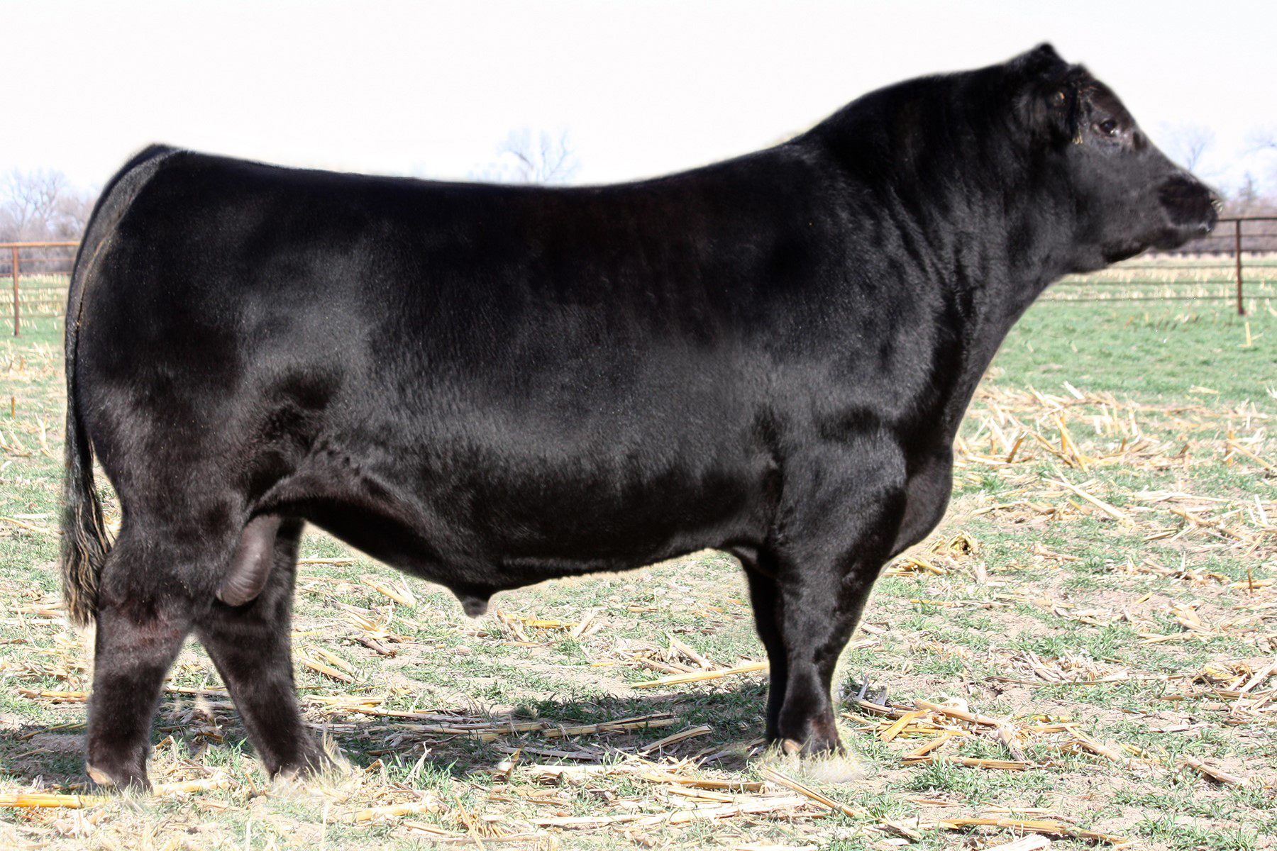 CLRS Dividend 405D Select Sires Beef