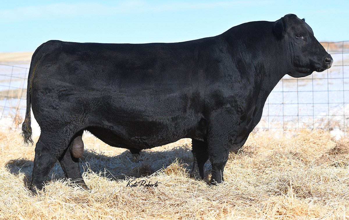 Tehama Bonanza E410 Select Sires Beef