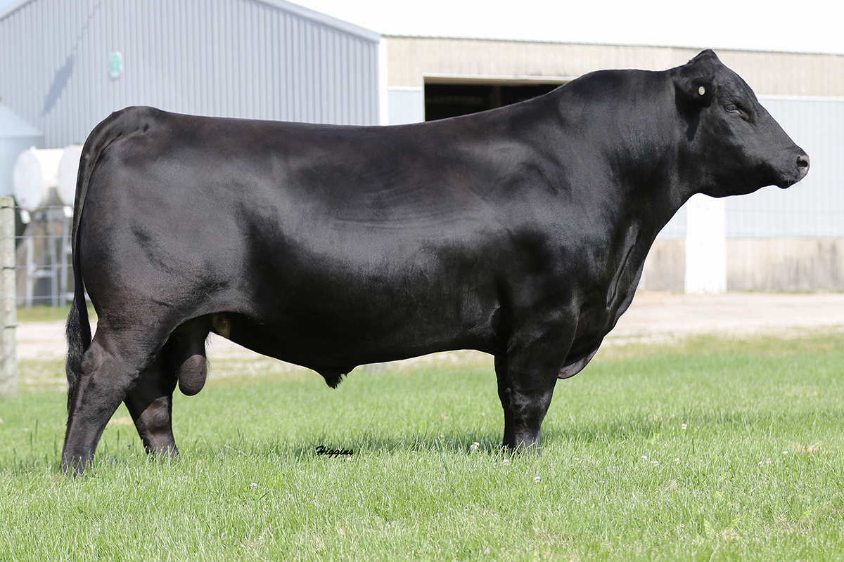 Woodhill Blueprint Select Sires Beef