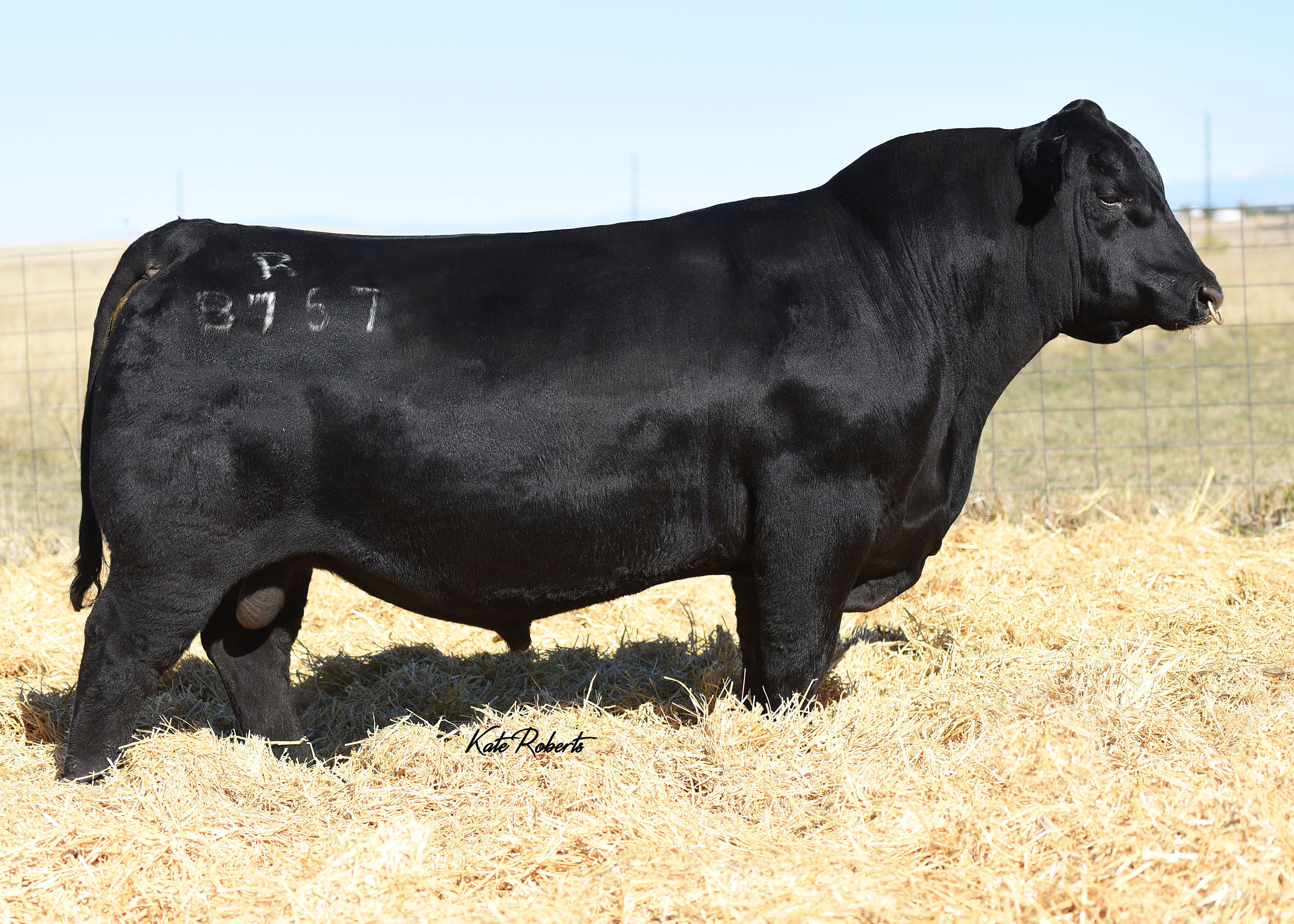Tehama Tahoe B767 Select Sires Beef