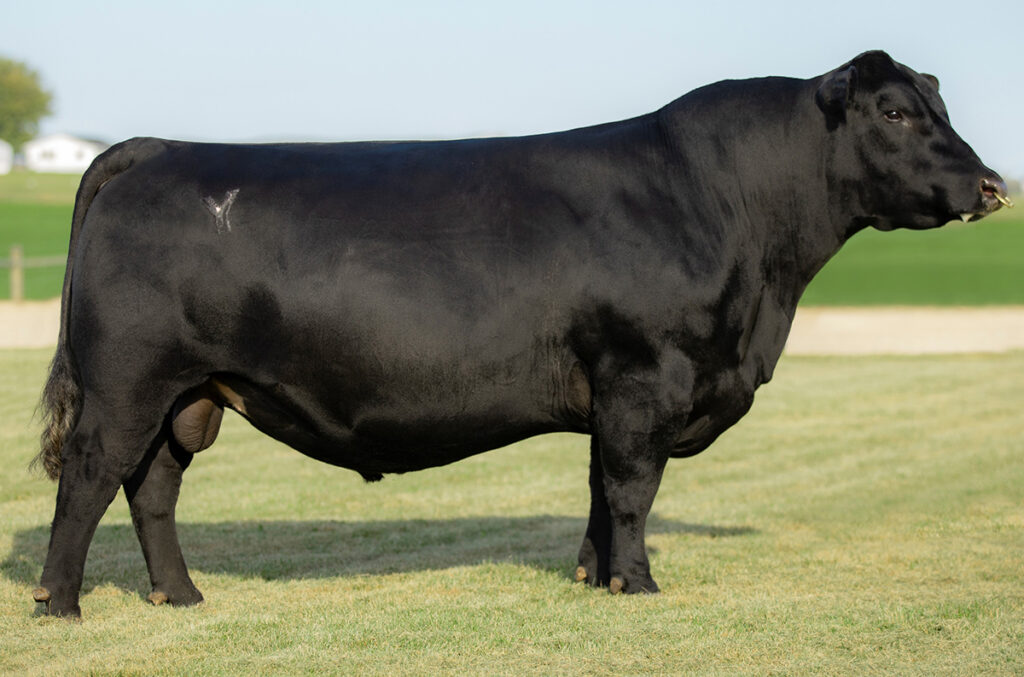 Yon Top Cut G730 Select Sires Beef
