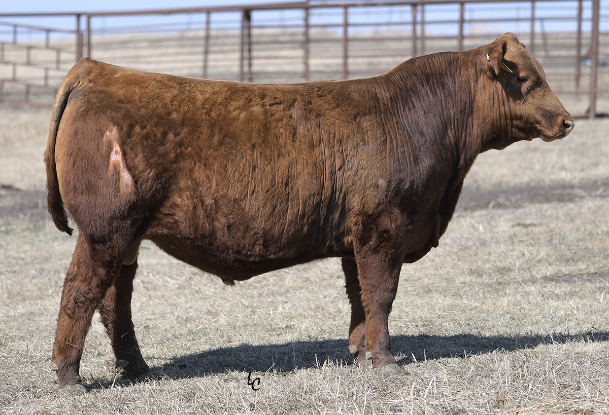 Bieber Blue Chip H302 Select Sires Beef