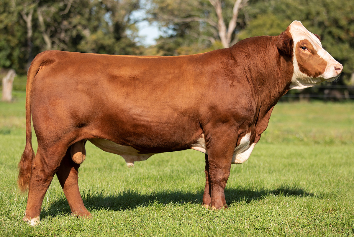 BIRDWELL REDBIRD 7098 Select Sires Beef