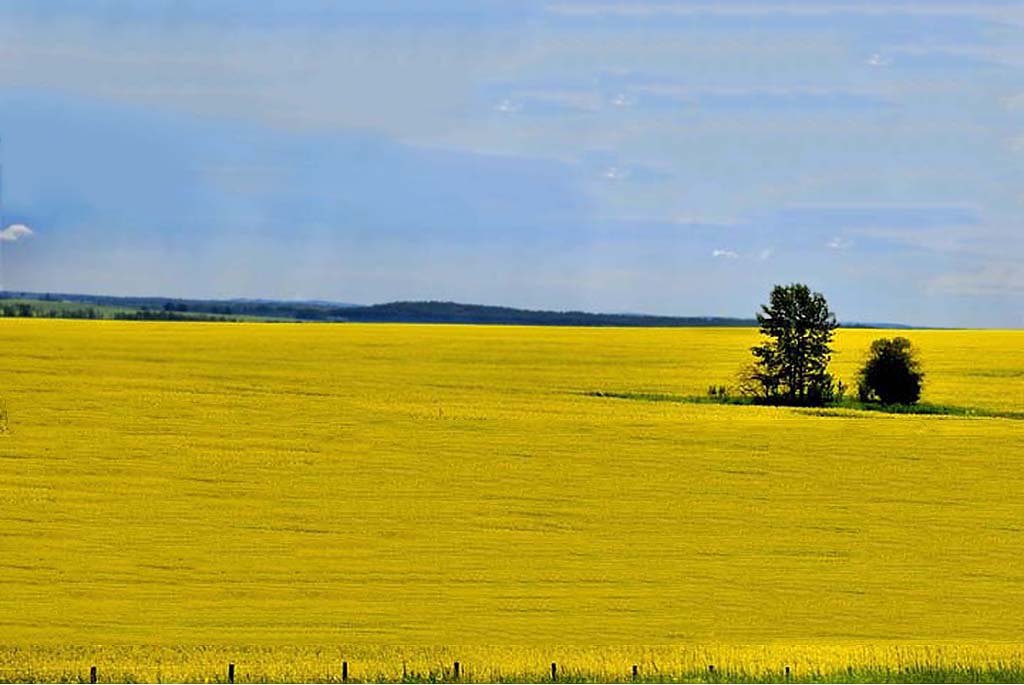 Rural Sturgeon County Selena Cheung