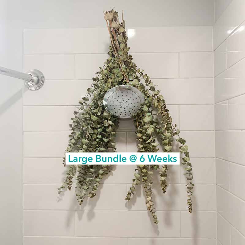 Original Eucalyptus Bundle For Shower or Home SelfCare Shower