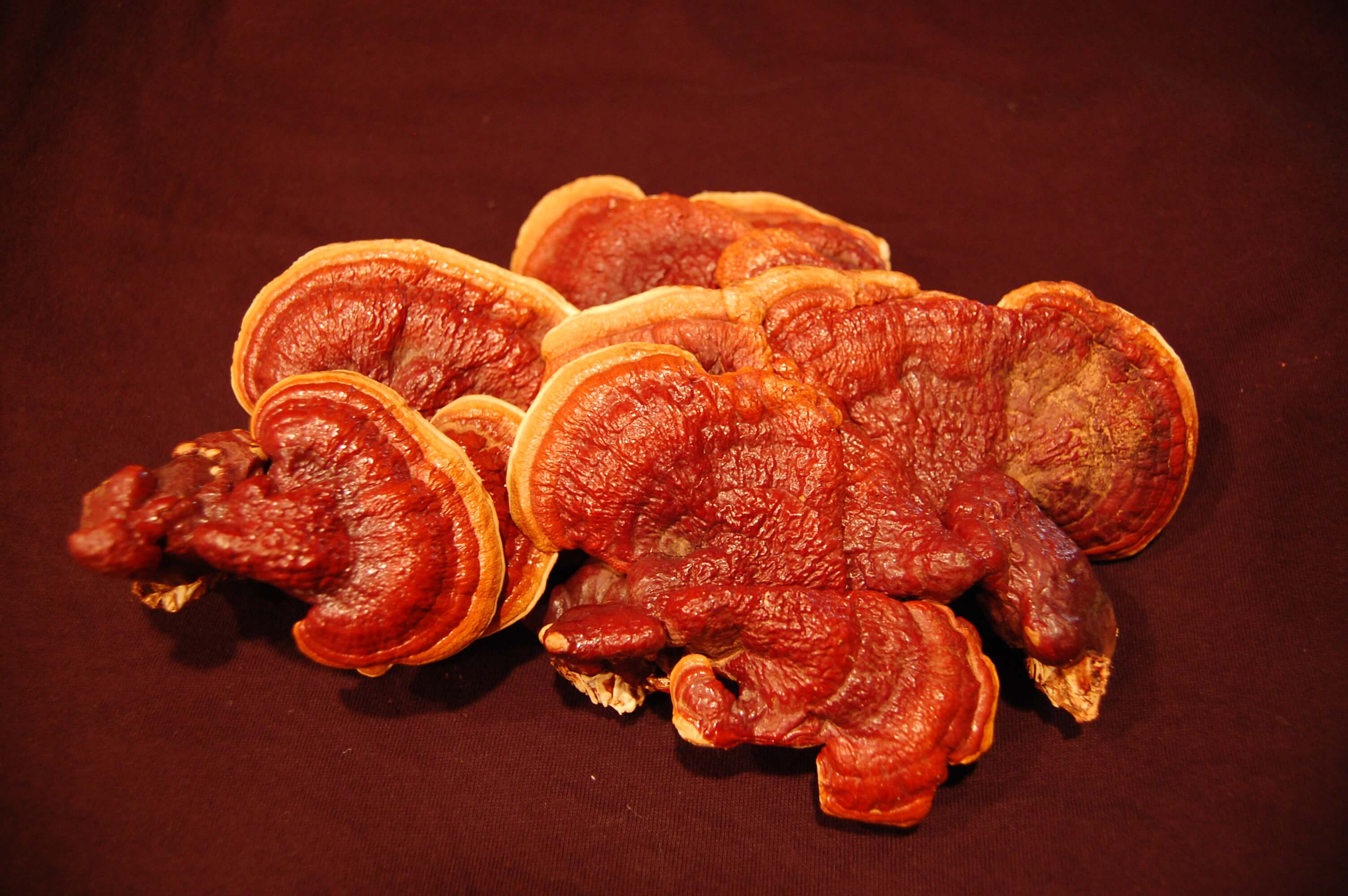 10 Reishi Mushroom (Ganoderma lucidum) Benefits, Dosage SelfHacked