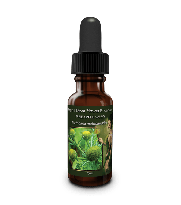 Pineapple Weed, Flower Essence, Prairie Deva Self Heal Distributing