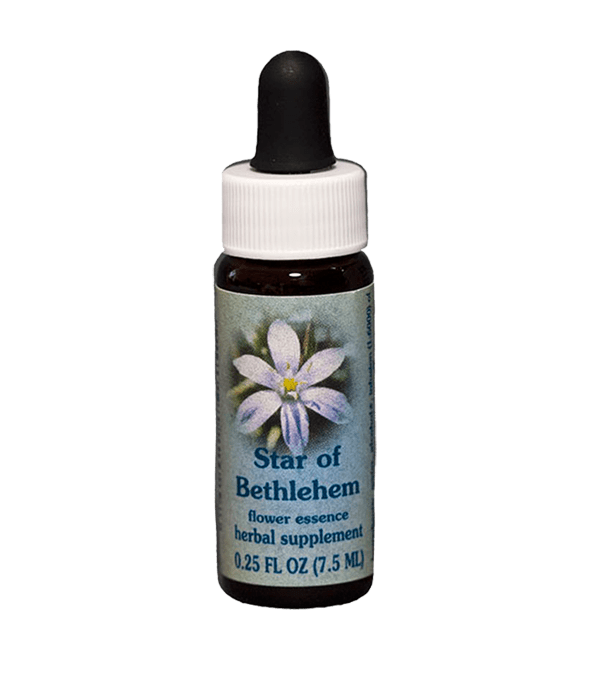 Star Of Bethlehem Flower Essence Use Best Flower Site