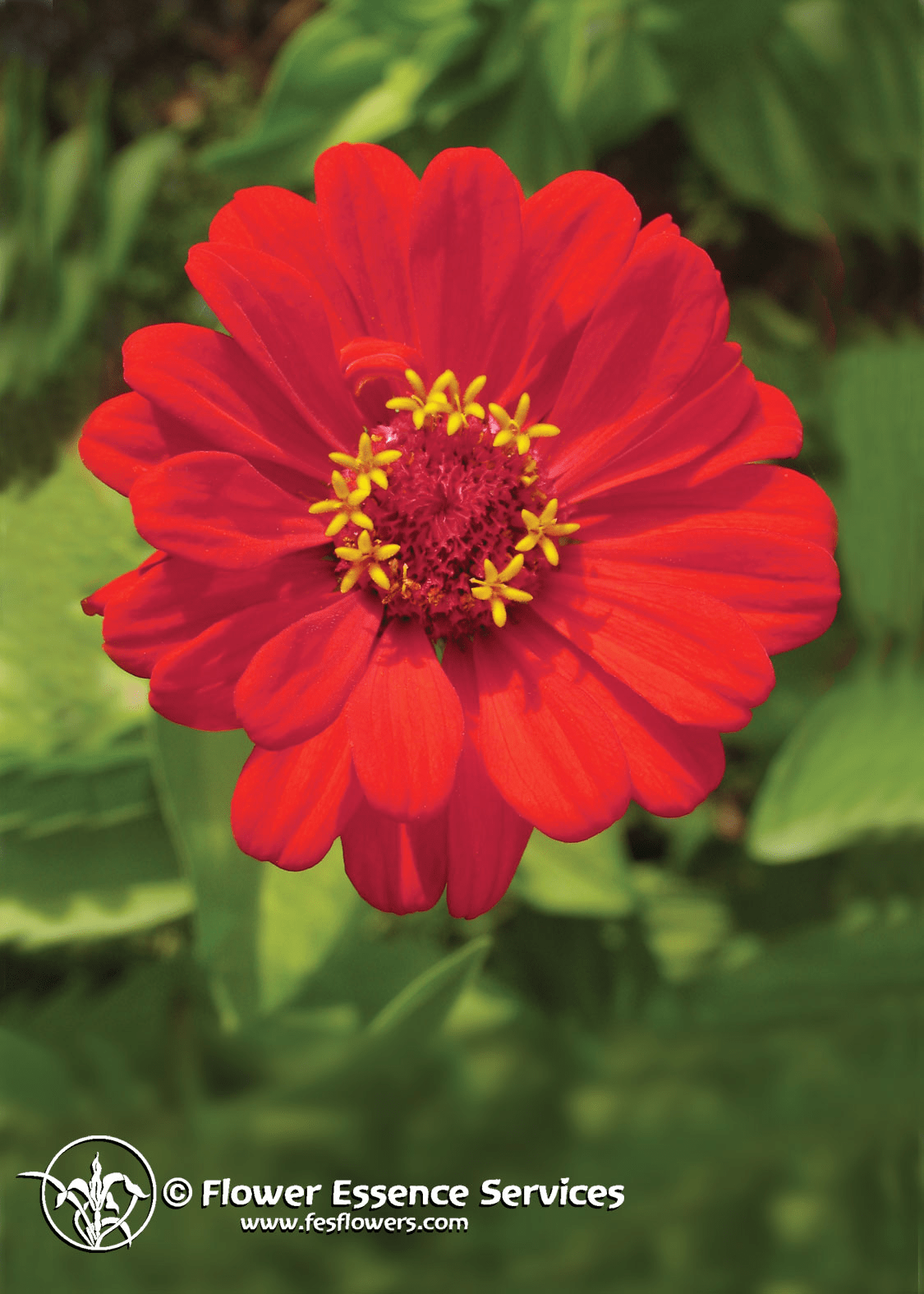 Zinnia F.E.S. Californian, Flower Essence Self Heal Distributing