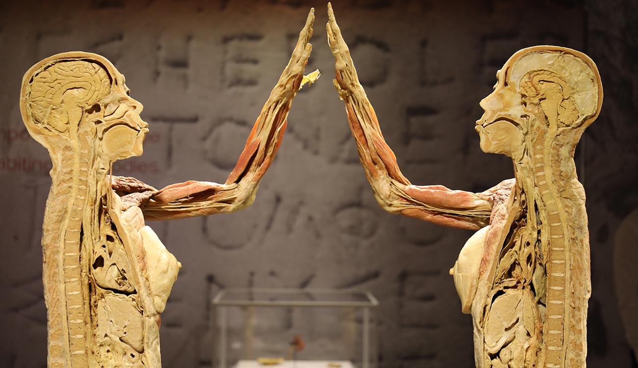 Body Museum in Las Vegas ≡ Museum of Selfies Human Body Exhibit in Las Vegas