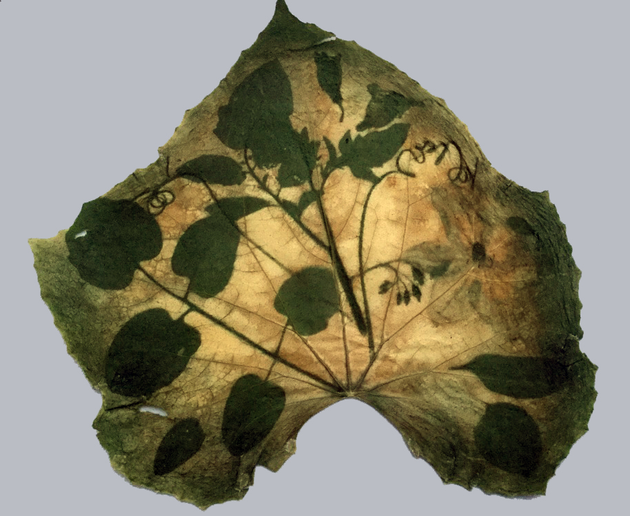 Anthotype and Chlorophyll Printing The SelfPortrait Experience