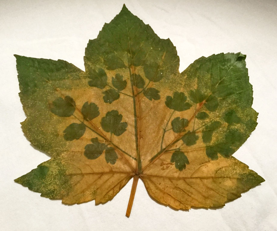 Anthotype and Chlorophyll Printing The SelfPortrait Experience