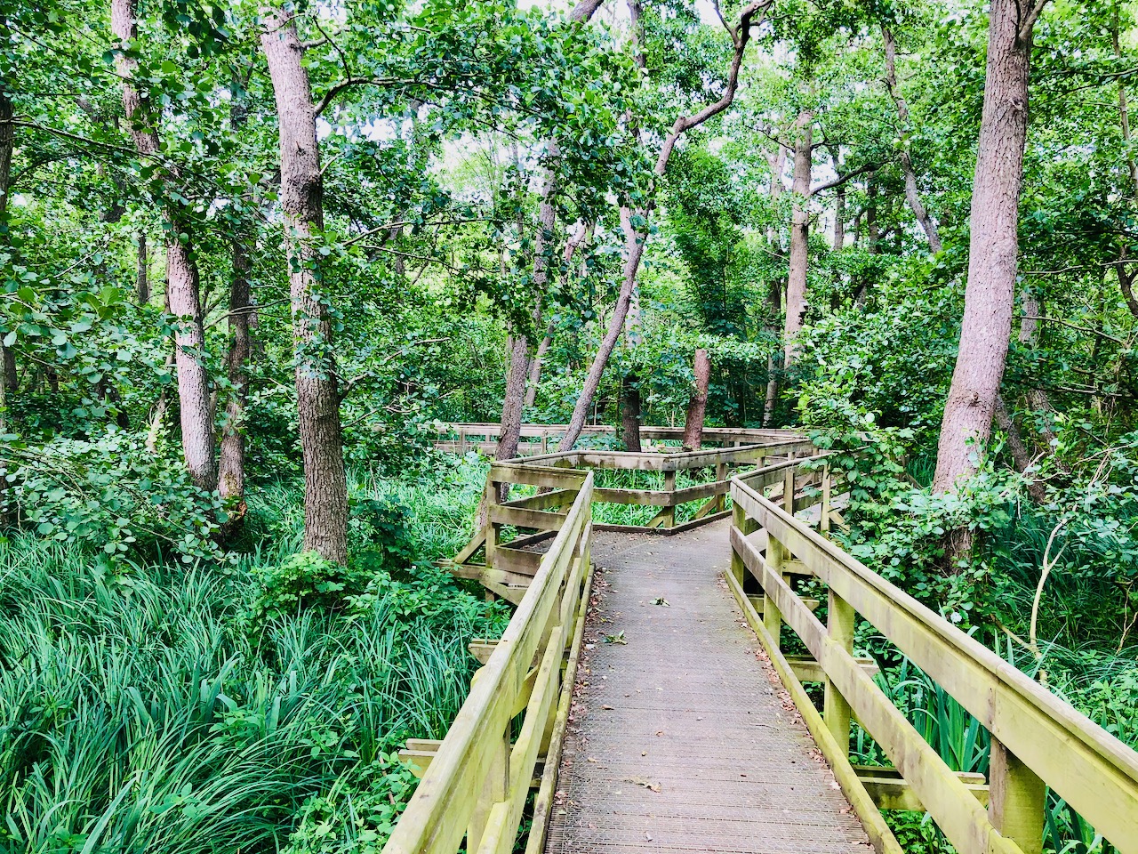 Barton Broad Boardwalk Self Propelled