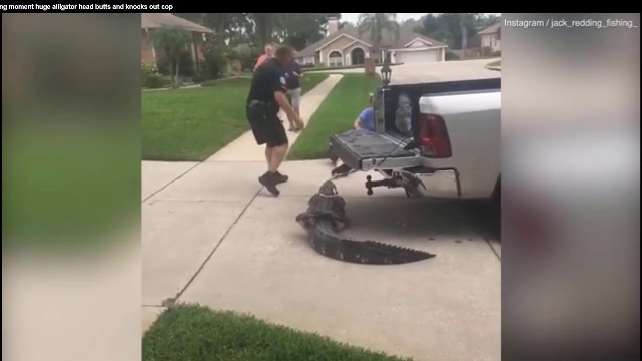 Gator knocks out cop! SelfReliance Central