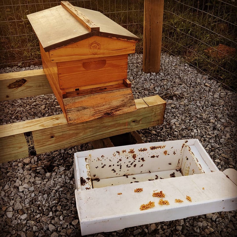 Setting Up the Bee Yard (Apiary) Setting Up the Bee Yard (Apiary) on