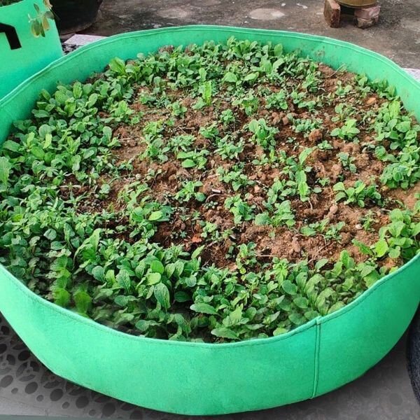 GARDEN RAISED PLANTING BED Sell This Now