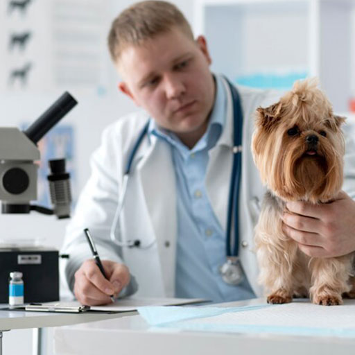 Selma Pet Clinic Best Veterinary Clinic in Selma