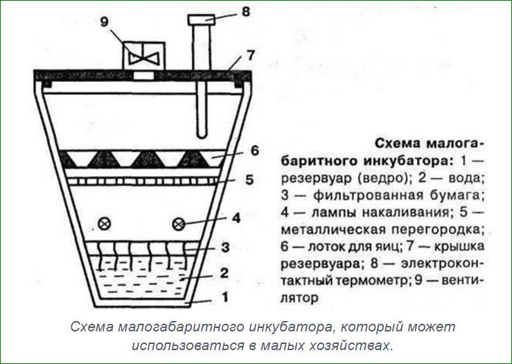 Инкубатор для выведения перепелов. Нужен ли инкубатор для перепелов в домашних условиях? Инкубатор для перепелов из ведра