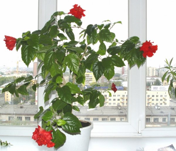 Гибискус комнатный уход в домашних условиях пересадка и обрезка