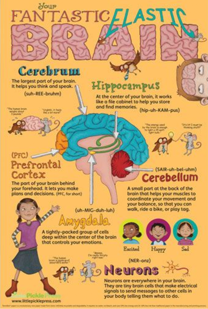 Your Fantastic Elastic Brain SELspace