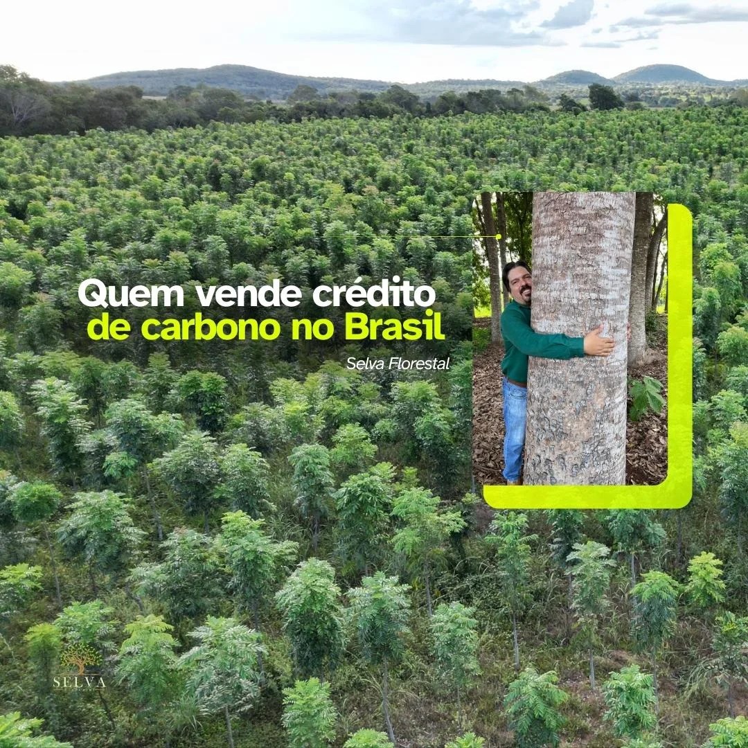Quem vende crédito de carbono no Brasil? Selva Florestal