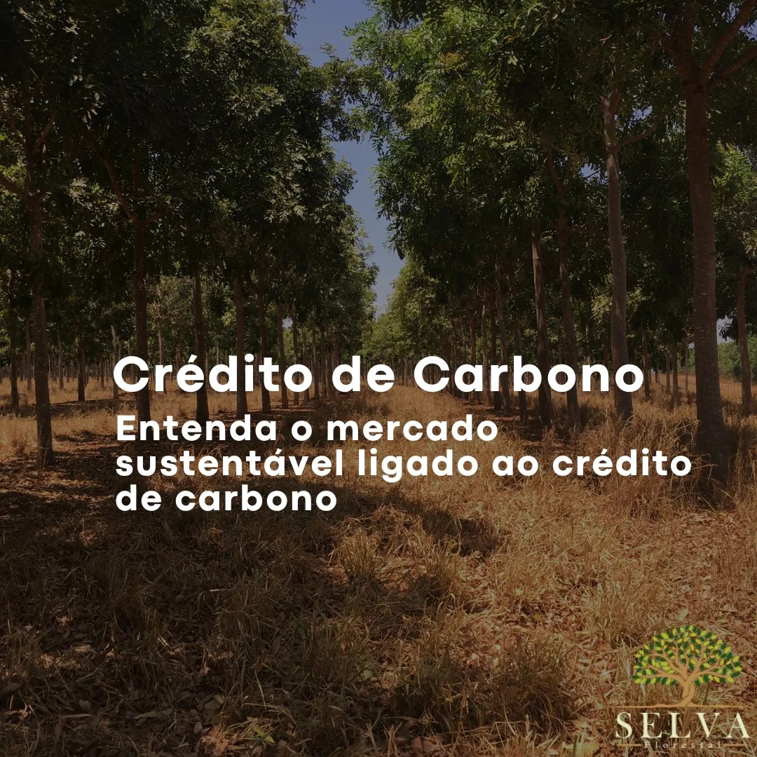 Crédito de Carbono um mercado sustentável. Entenda!