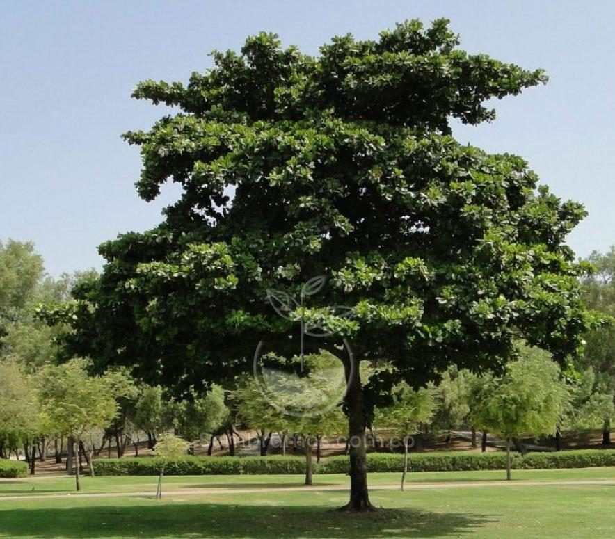 Árbol Almendro I Envios a Toda Colombia I
