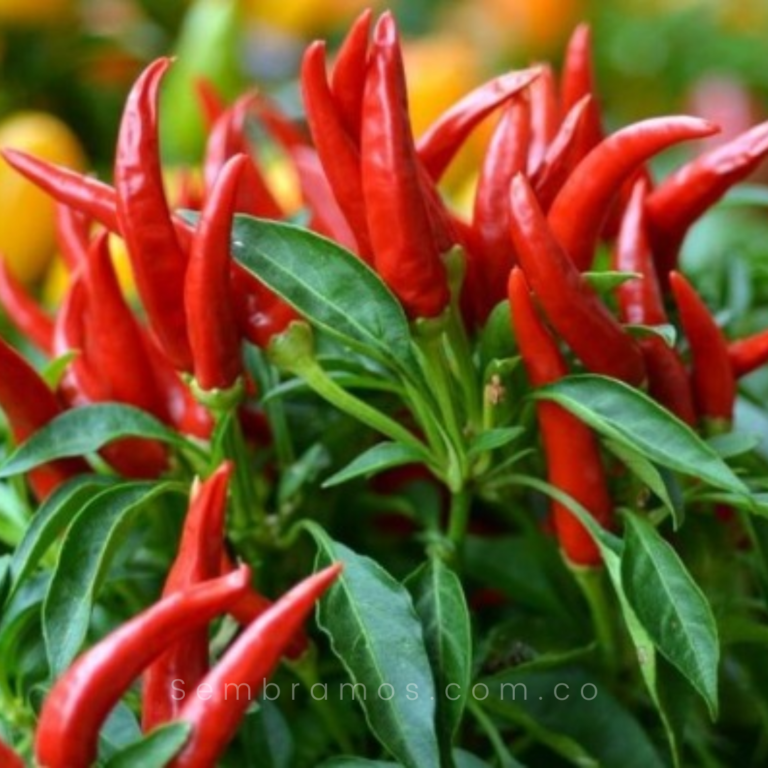 27+ Tipos De Aji Planta 2 Plántula Ají Picante Envíos a Todo Colombia Vivero Online
