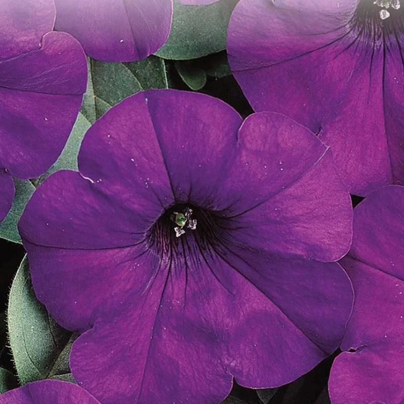 Pétunia Blue Wave Semence Canada