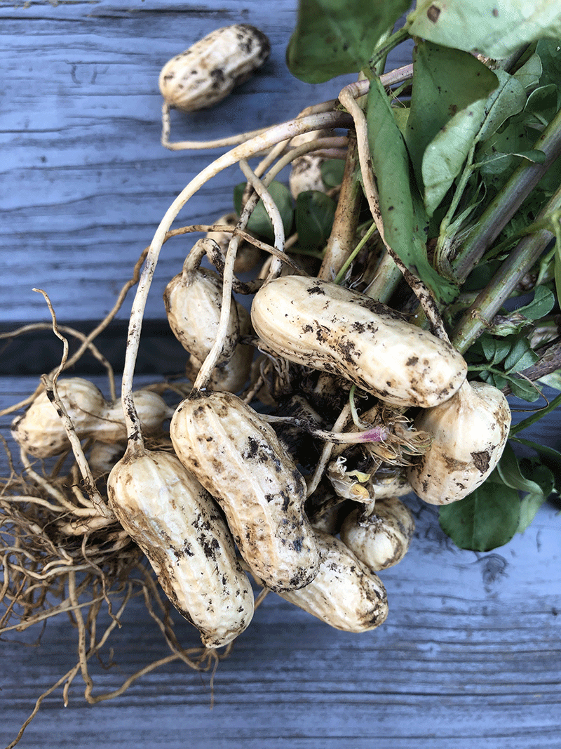 Semences Arachide Valencia Semences Ancestrales Québec