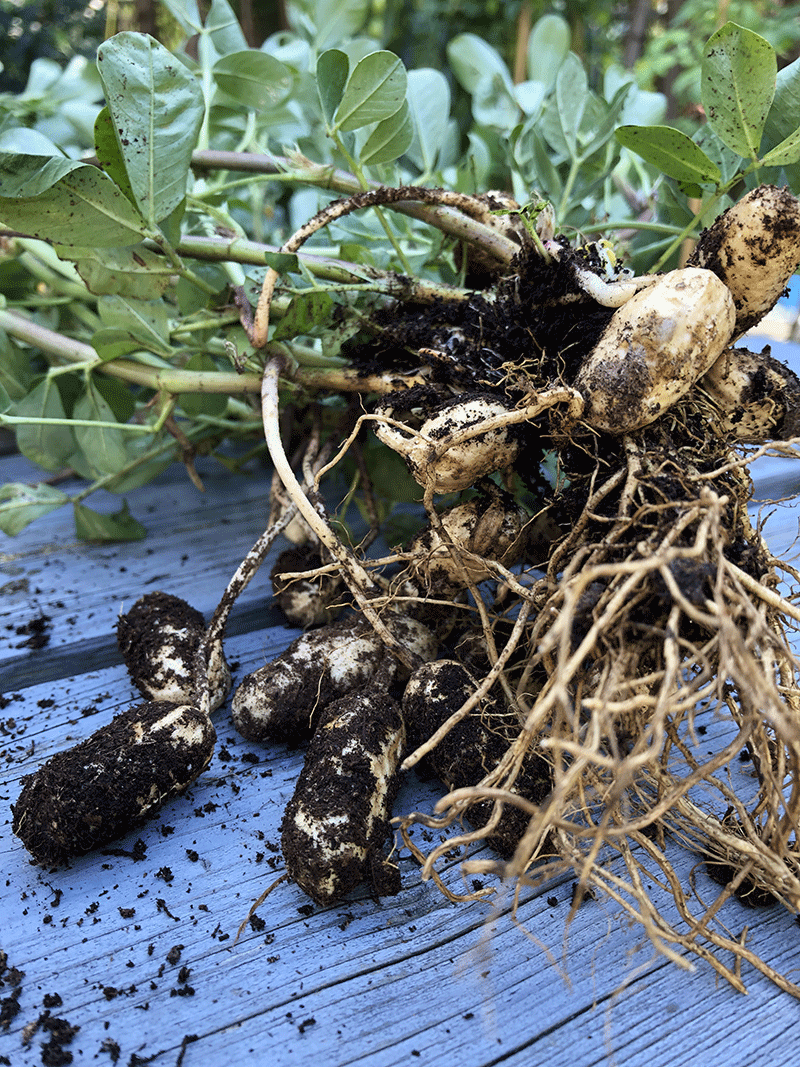 Semences Arachide Valencia Semences Ancestrales Québec