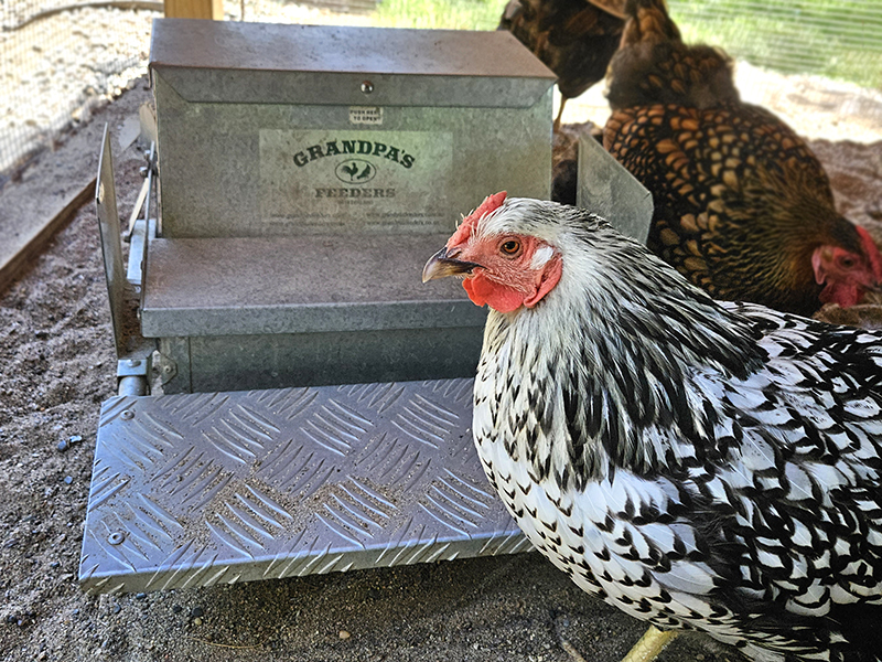 4 MustHave Products For Raising Chickens For Busy Families