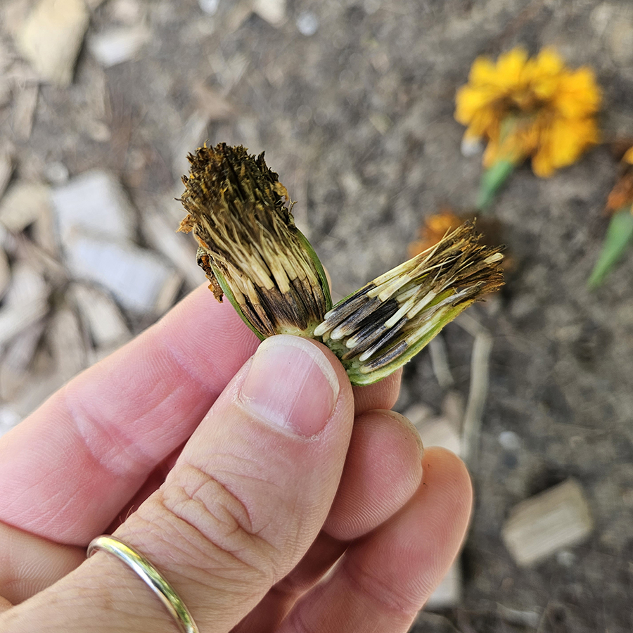 How To Save Marigold Seeds Easily Harvest Seeds For Spring