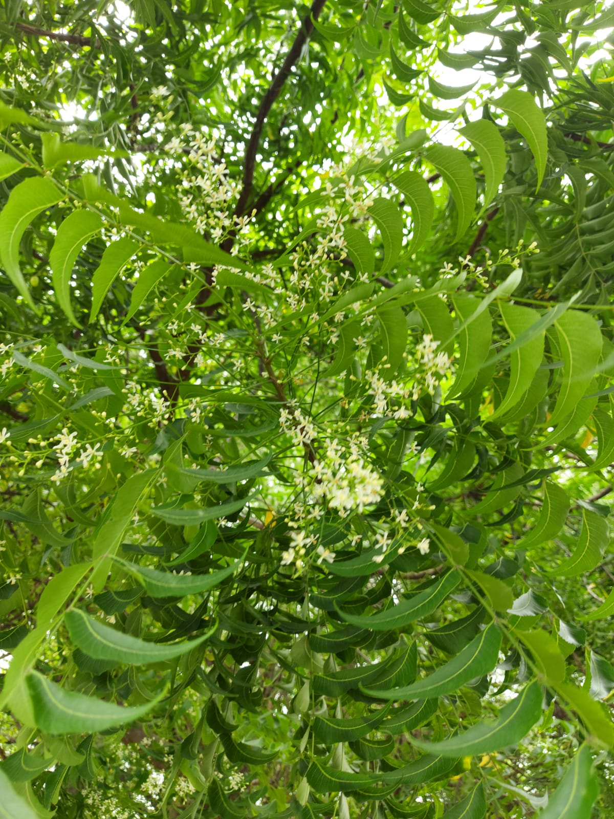 Remedios con las hojas de Neem, en Ecuador La cocina con semillas