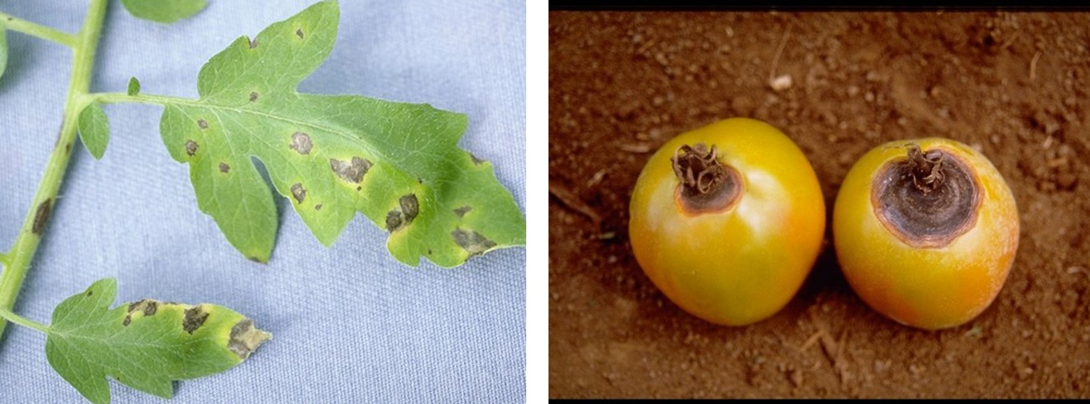 Tomate, Seminis te ayuda a elegir la variedad adecuada