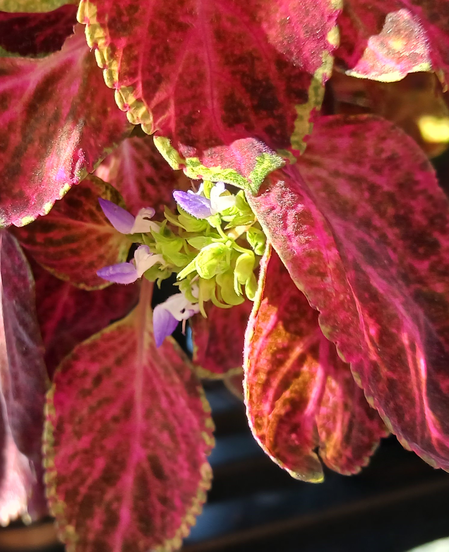 I have flowers in December Semiosis