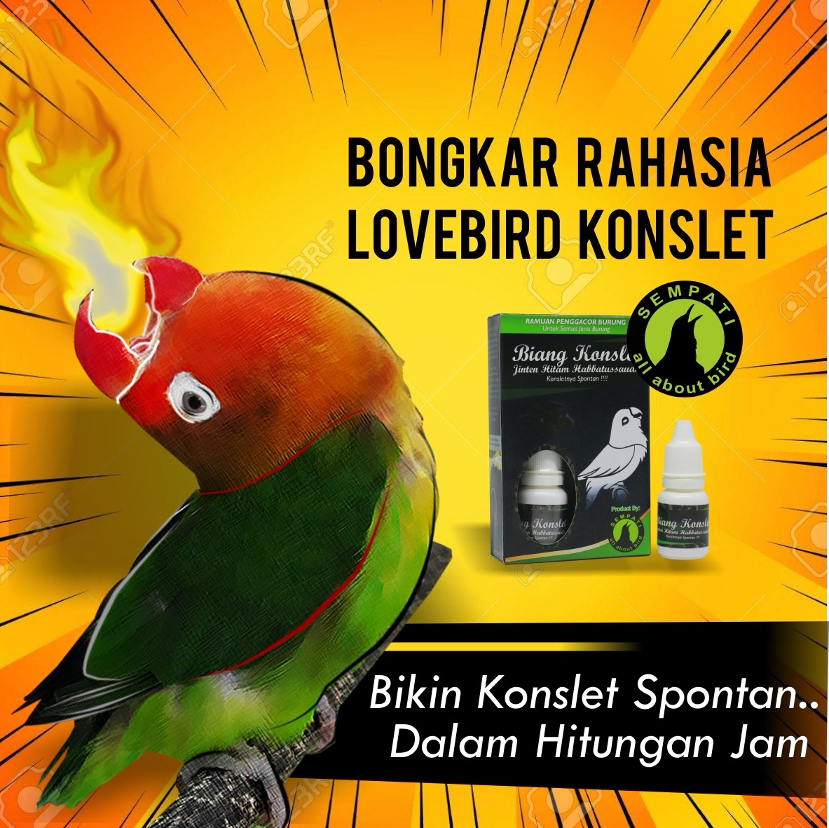 BIANG KONSLET JINTEN HITAM HABBATUSSAUDA MEREK SEMPATI