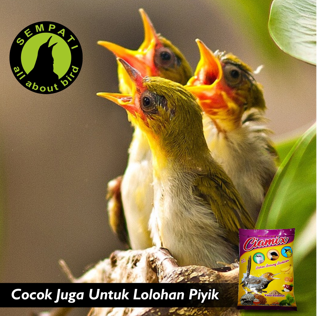 VOER LEMBUT CIAMIX PUR HALUS PAKAN MAKANAN BURUNG PLECI