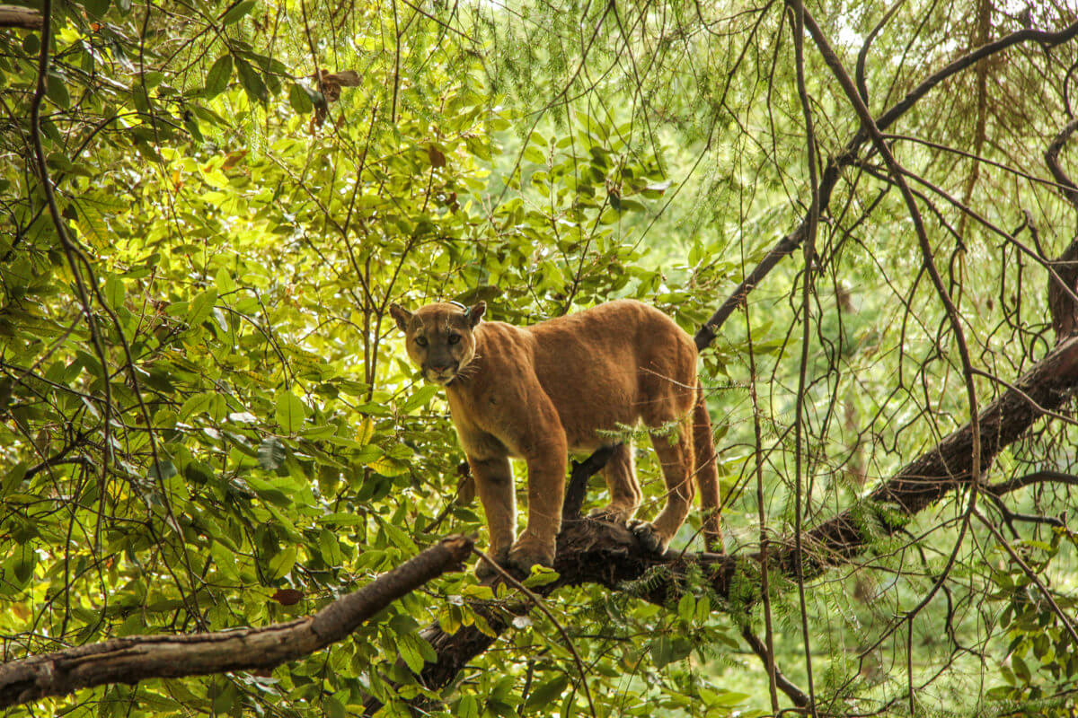 The Life and Times of Pumas Sempervirens Fund