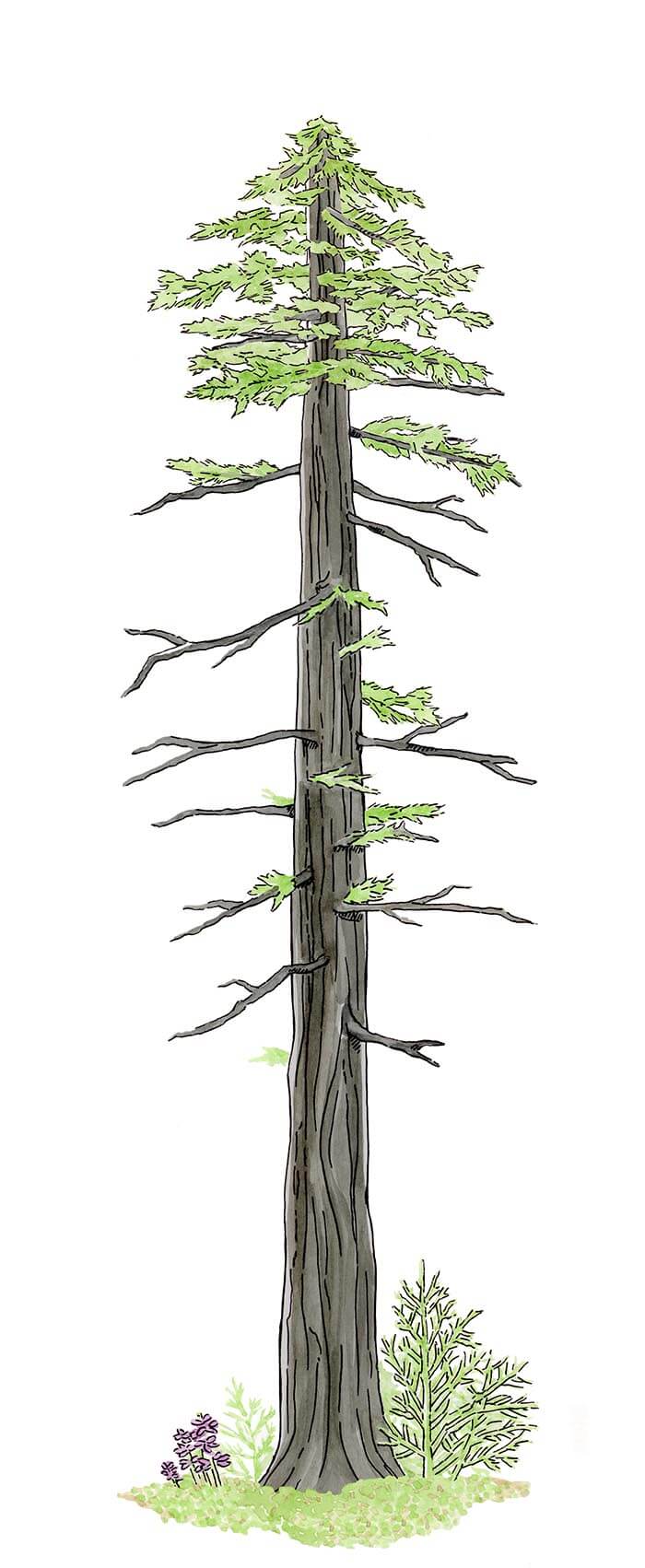 Redwood Trees Drawing